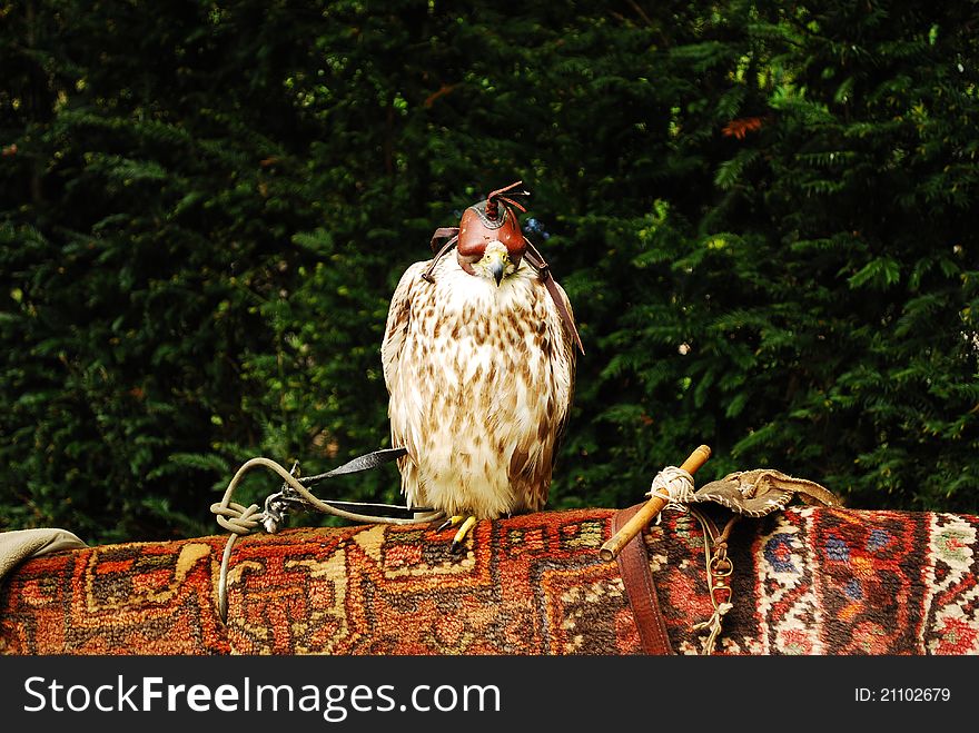 Bird of prey with covered eyes