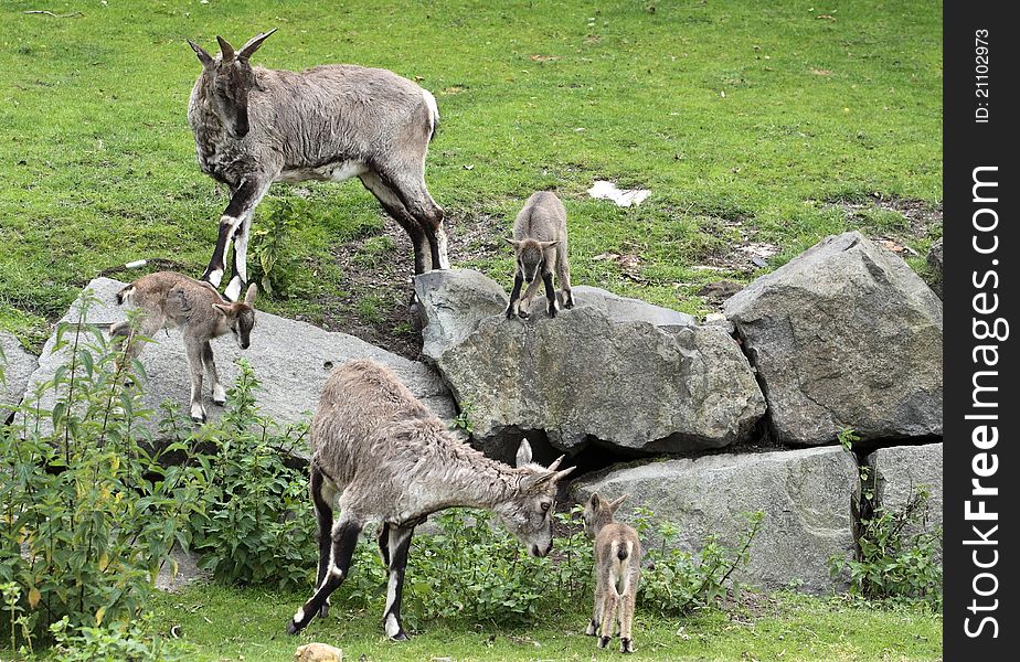 The family of himalayan blue sheeps.