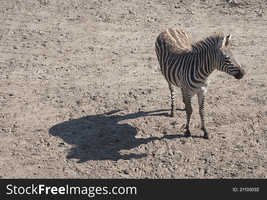 Lonely Young zebra with shadow