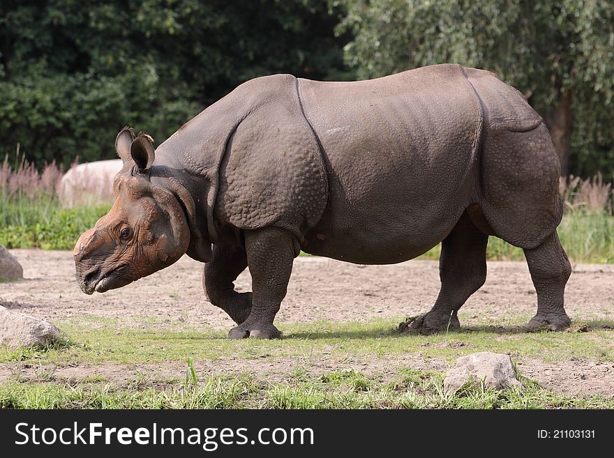 The strolling indian rhinoceros in the grass.