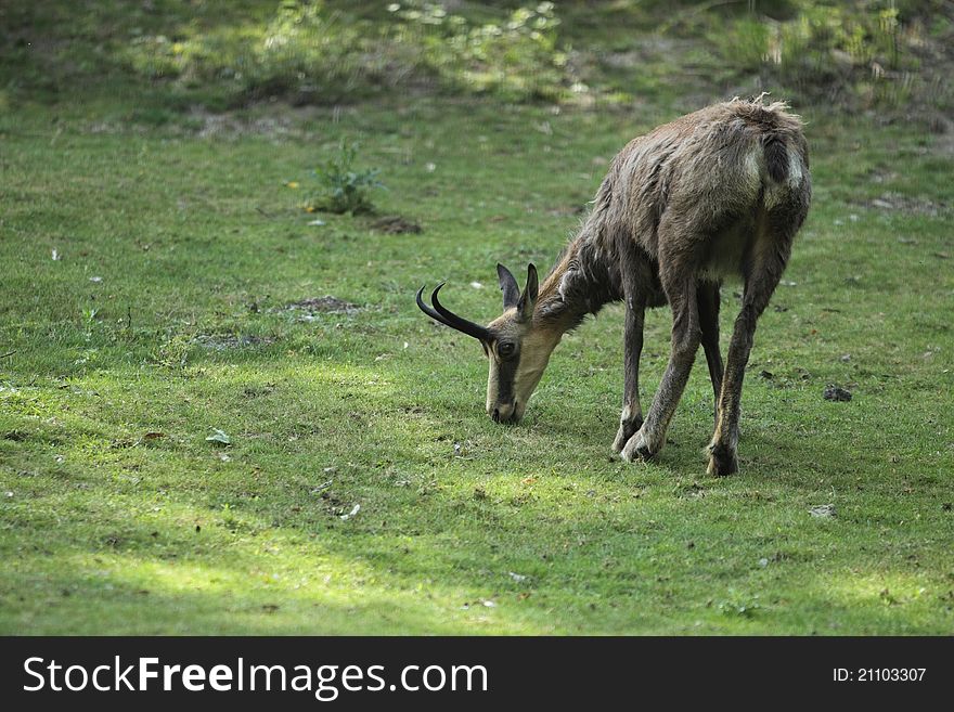 The chamois in the pasture.