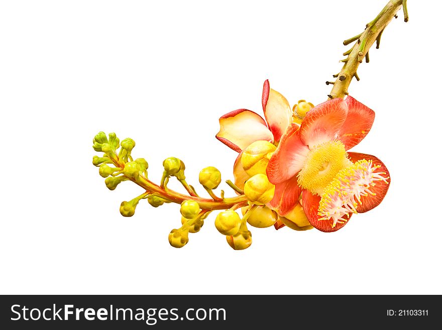 Cannonball tree's flower isolated on white background