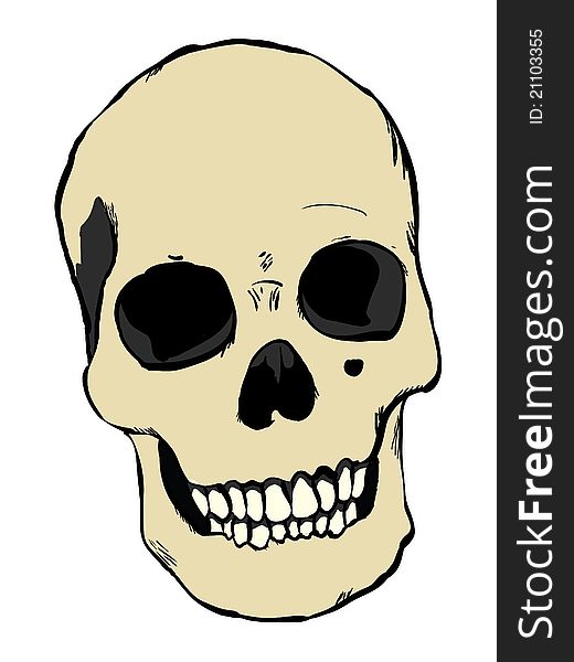 Human skull