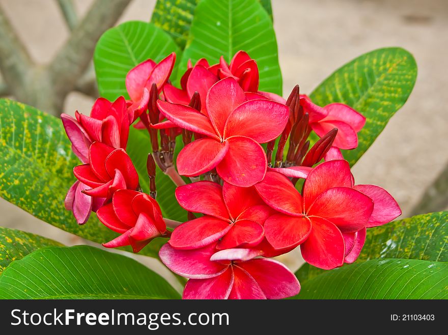 Group of red plumeria flower on tree. Group of red plumeria flower on tree