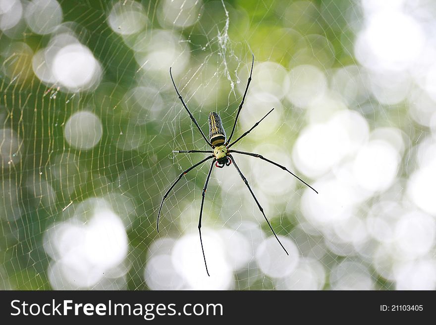 Spider are air-breathing arthropods that have eight legs