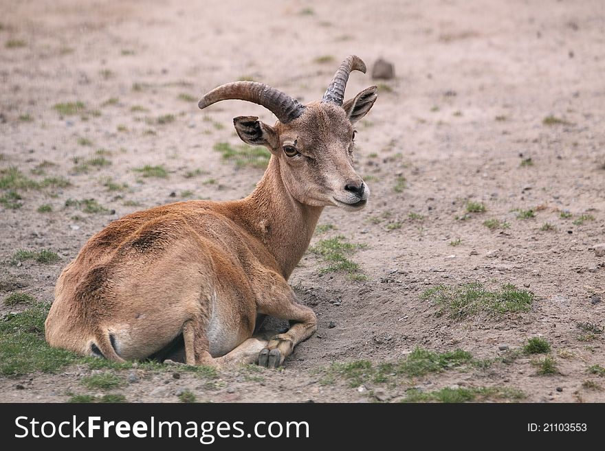 The lying Ustuyrt mountain sheep in the soil.