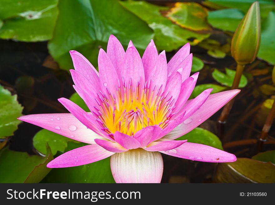 Pink lotus blooming in a pond