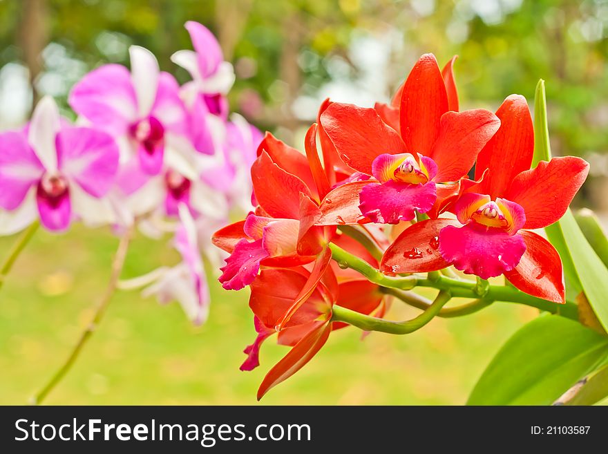 Two color of orchid flower blooming in the garden