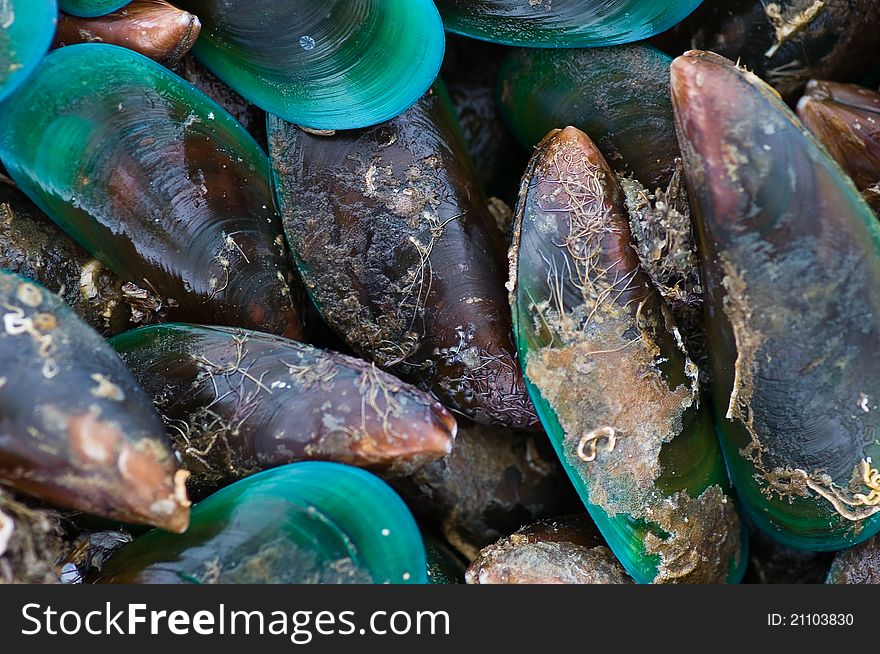 Group of fresh sea mussels background
