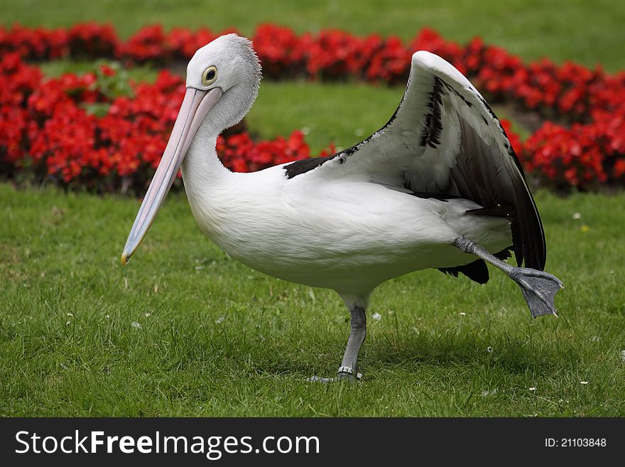 Australian pelican standing on one leg.