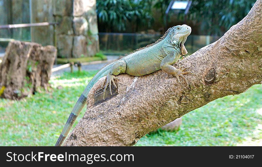 Iguana lizard on a tree branch. Iguana lizard on a tree branch