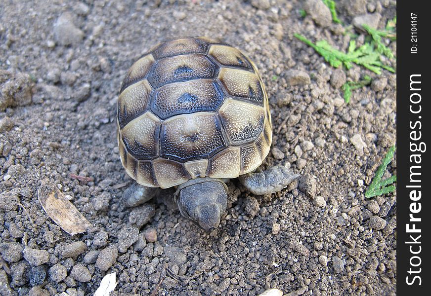 The spur-thighed tortoise