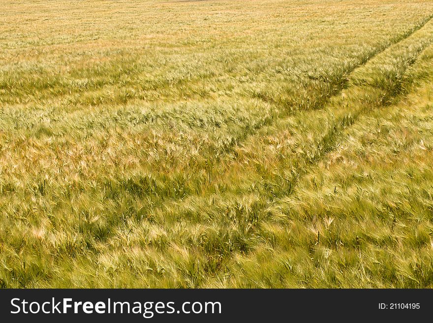 Agricultural field on which cereals are grown up, some of which have already ripened. Agricultural field on which cereals are grown up, some of which have already ripened