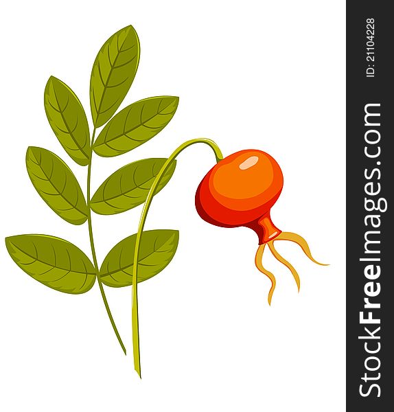 Rose hip. Isolated on the white. Vector illustration. Rose hip. Isolated on the white. Vector illustration.