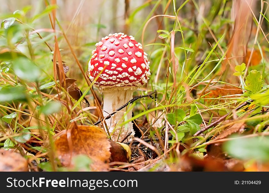 Amanita in the grass in a forest glade. Amanita in the grass in a forest glade