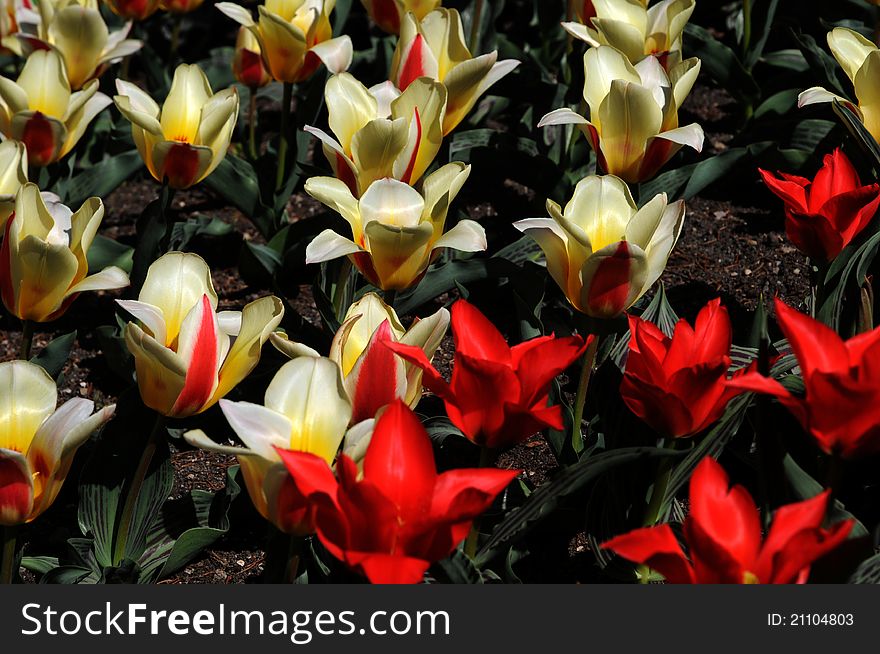 Red and yellow spring flowers in  garden. Red and yellow spring flowers in  garden