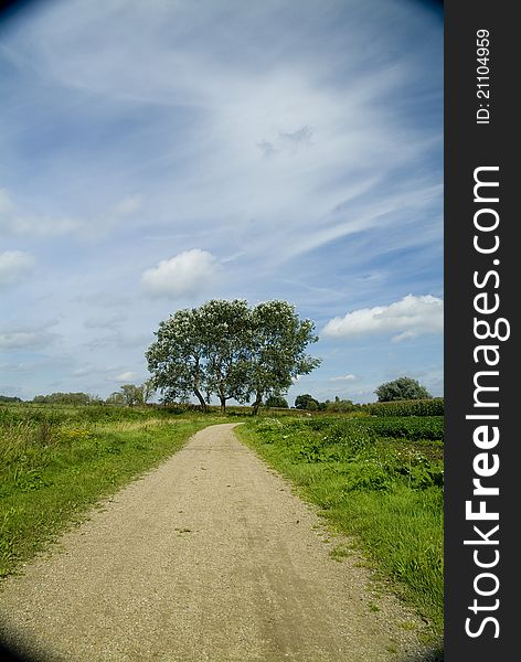 Tree in the overflow of the Maas River, The Netherlands. Tree in the overflow of the Maas River, The Netherlands.