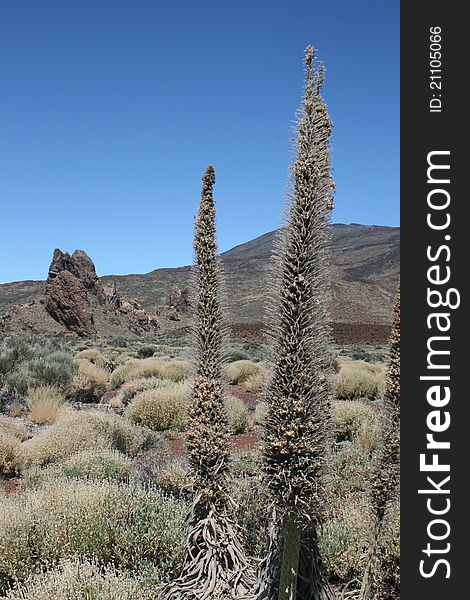 Tenerife - Teide