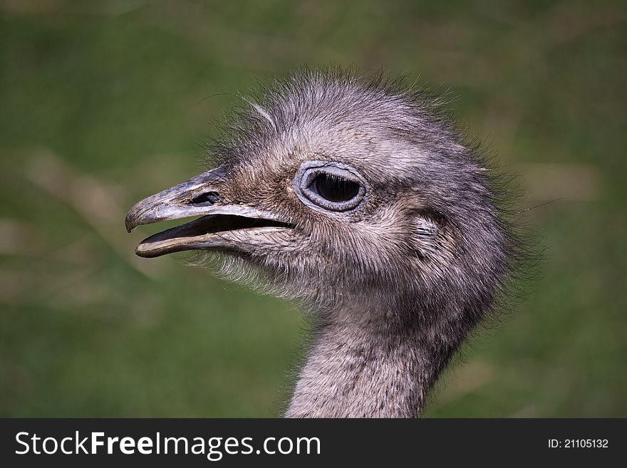 Detail of head of Greater rhea (Rhea americana). Detail of head of Greater rhea (Rhea americana)