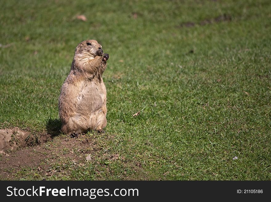 Black-tailed prairie dog staying near his burrow