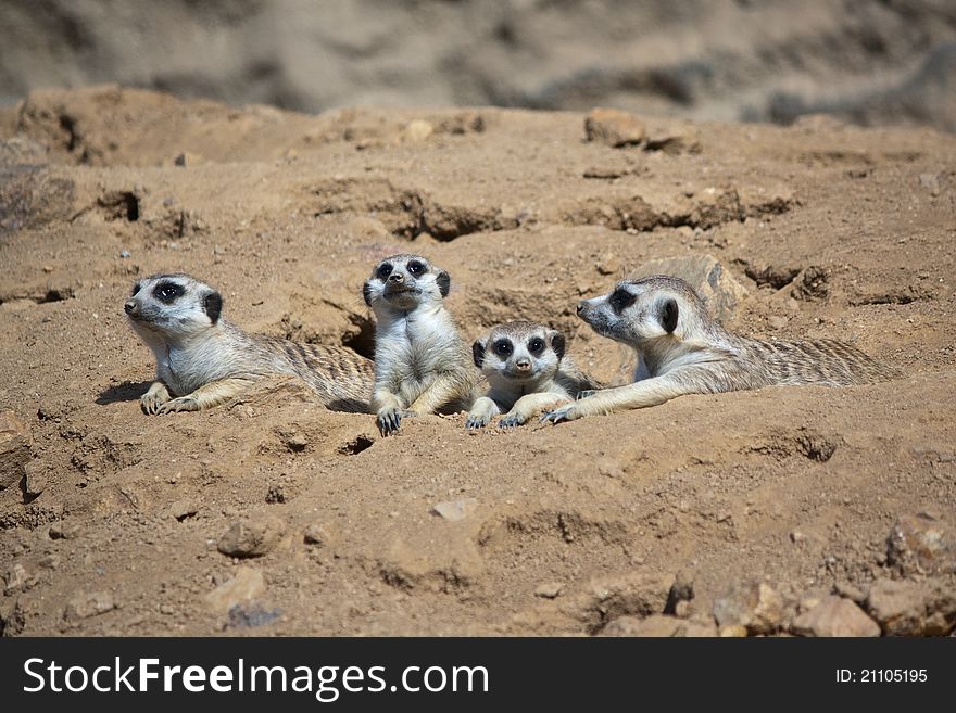 Resting Meerkats
