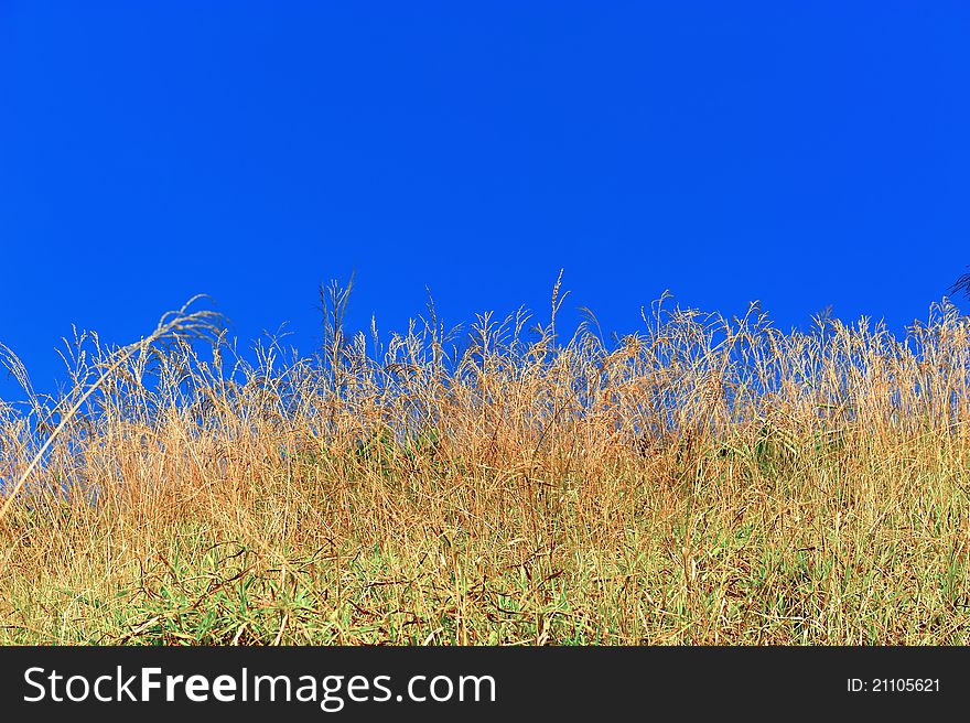 Yellow grass with blue sky