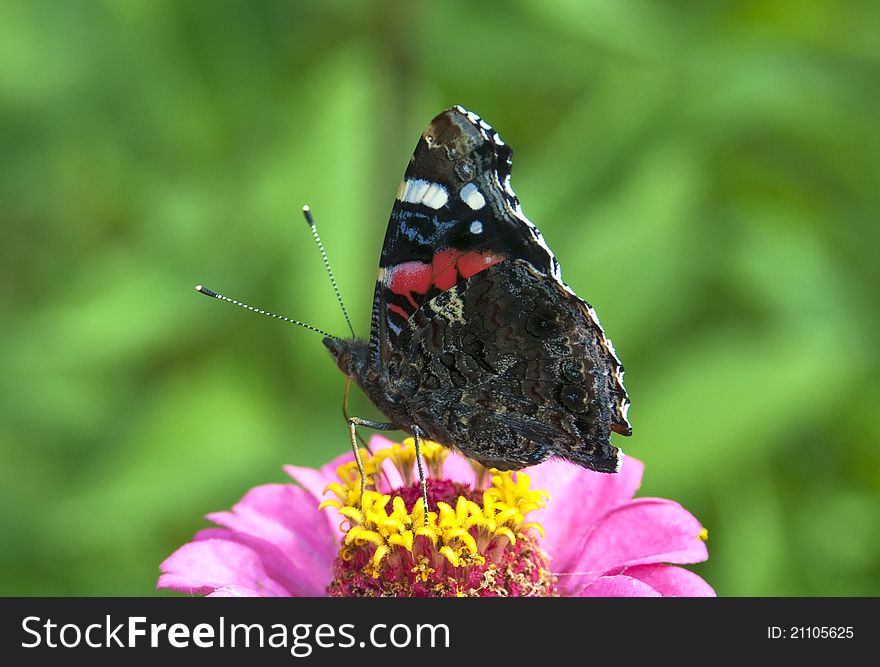 Butterfly the Admiral on a pink flower