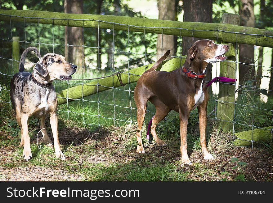 Cute Leopard Dogs