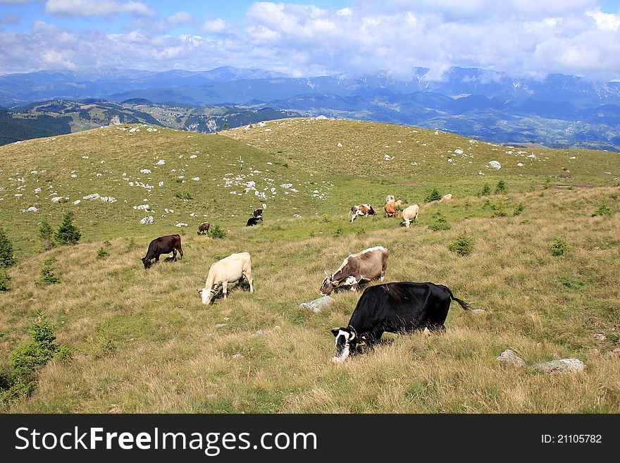 Rural Landscape With Cows