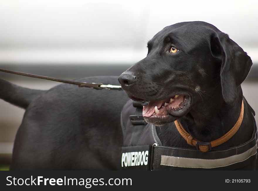 Catahoula without Patches, just Black. Catahoula without Patches, just Black