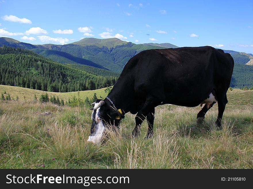 Rural landscape with black cow