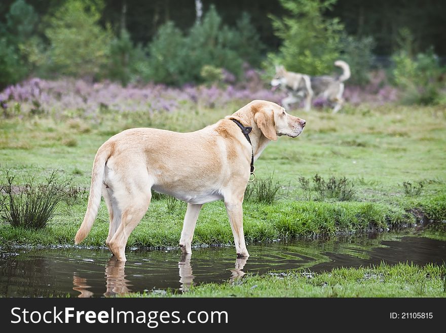 Old Retriever in Small Lake. Old Retriever in Small Lake