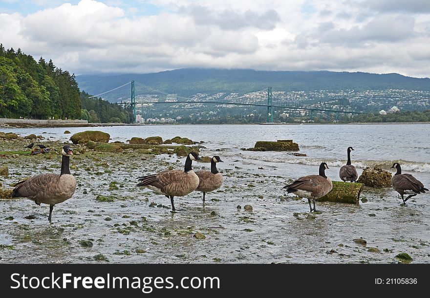 A view of Lions gate Bridge from Stanley Park