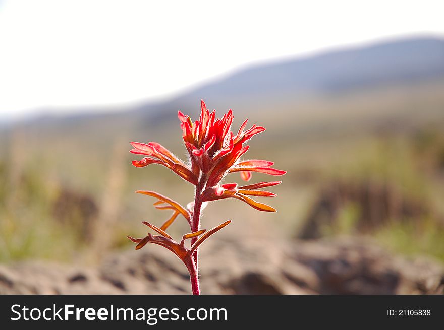 Castilleja miniata - common name Indian Paintbrush growing in the high desert of Colorado.