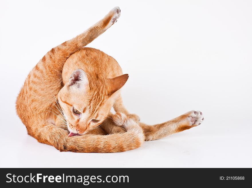 The cat licks at his tail. The cat licks at his tail.