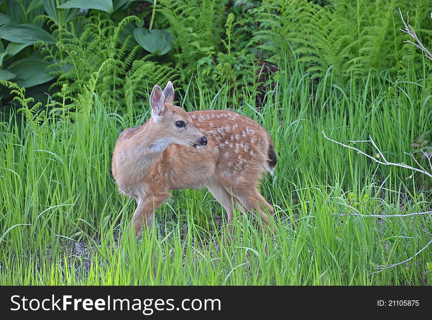 Baby deer grazing and feeding on top of Grouse Mountain, in Vancouver Canada