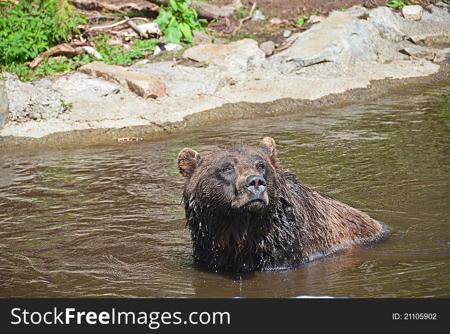 Grizzley Bear Playing In Water