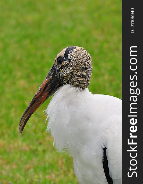 Endangered Wood Stork in a field