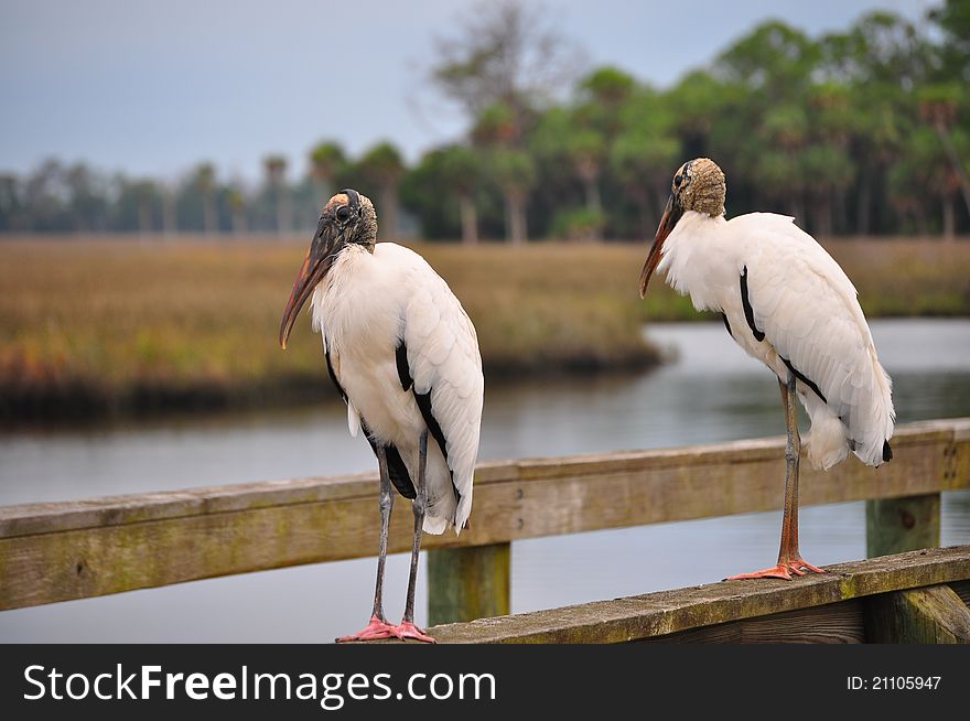 Two Wood Storks on a Pier