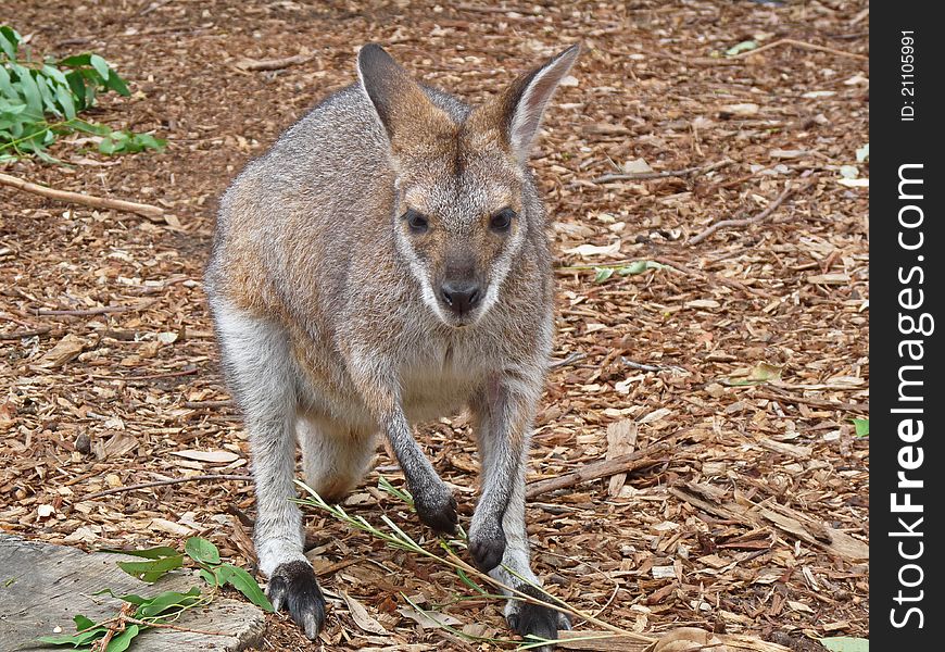 Brown kangaroo spotted in Sydney, Australia. Brown kangaroo spotted in Sydney, Australia