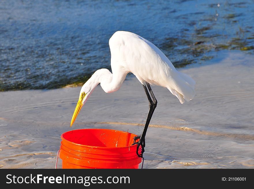 Great Egert stealing fish from a bucket. Great Egert stealing fish from a bucket