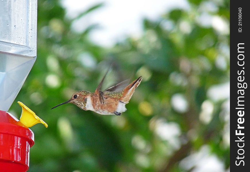 Hummingbird feeding from a hanging feeder filled with nectar