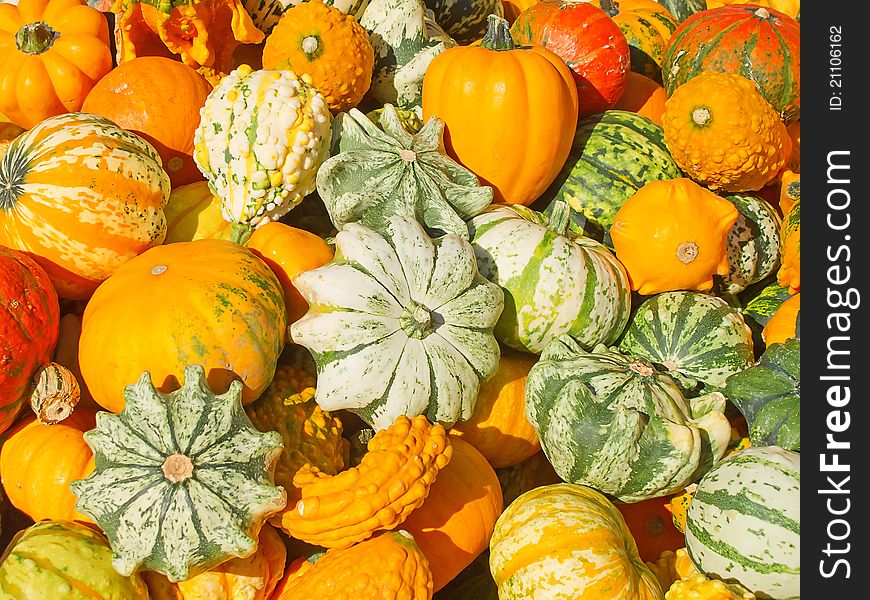 Colorful pumpkins collection on the autumn market