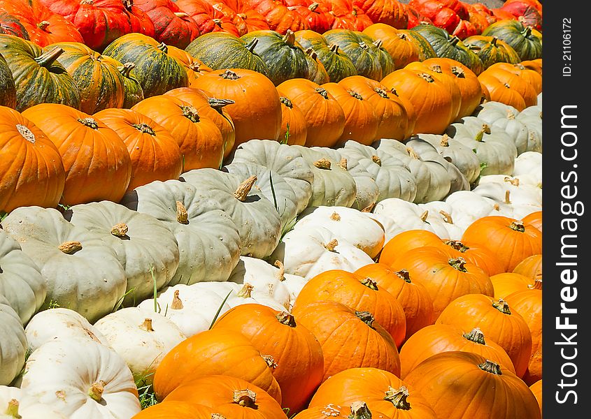 Colorful pumpkins collection on the autumn market