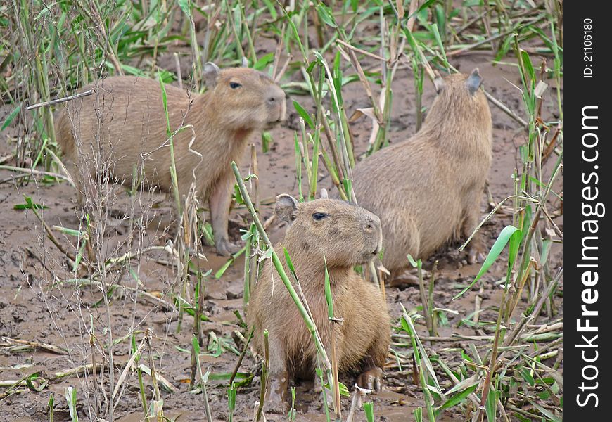 Capybara in the Amazon river, Posadas Amazonas Peru. Capybara in the Amazon river, Posadas Amazonas Peru