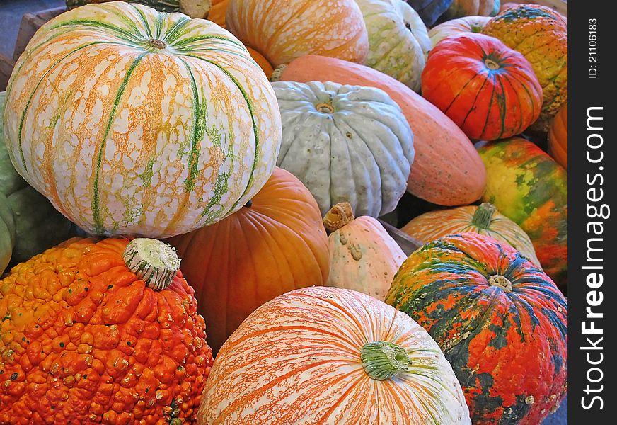 Colorful pumpkins collection on the autumn market