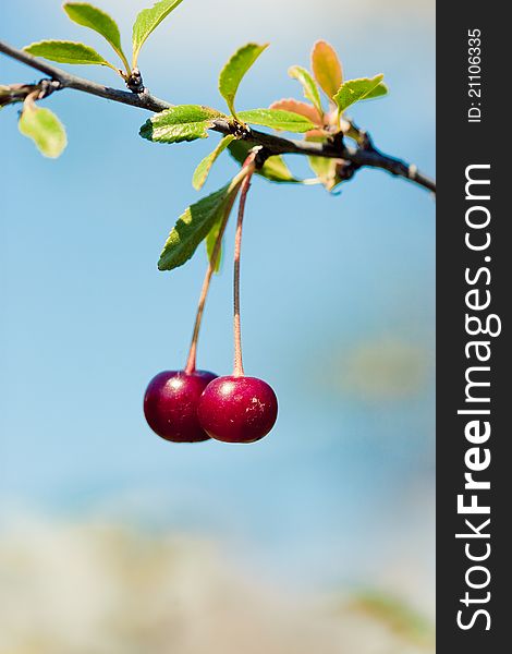 High resolution image of red cherry