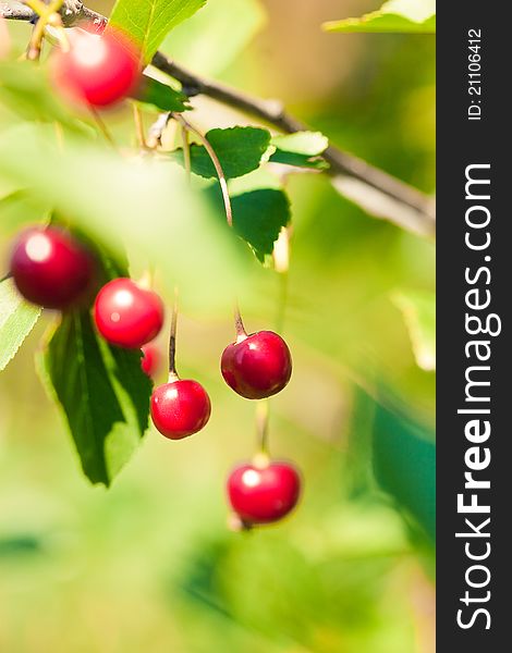 High resolution image of red cherry