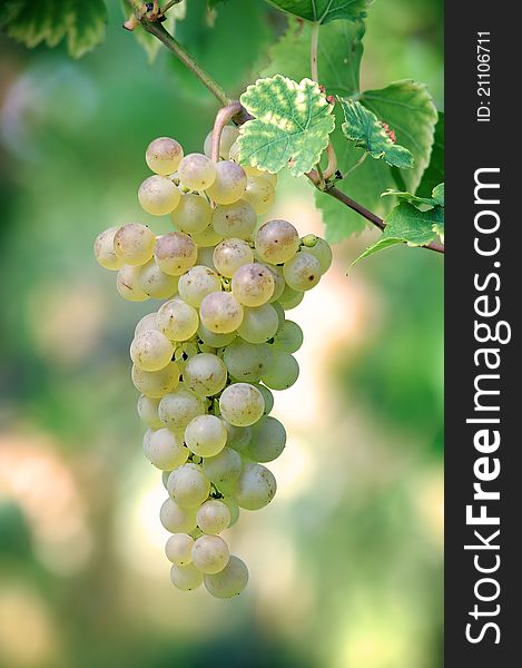 Juicy bunch of white ripe grapes. Juicy bunch of white ripe grapes