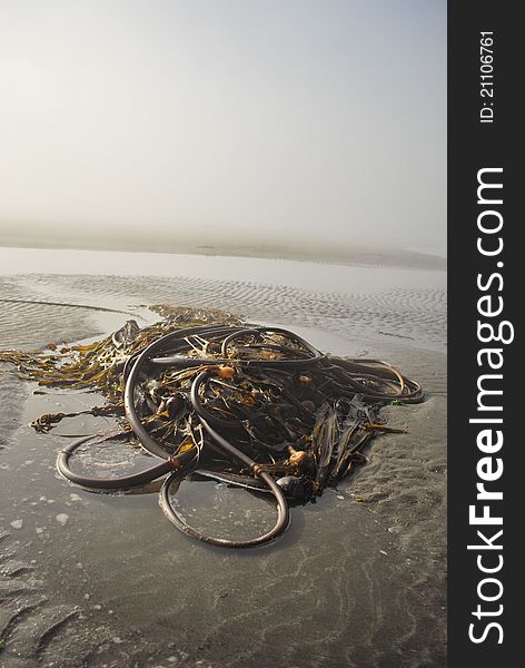 A foggy beach and bull kelp on the Olympic Peninsula, Washington, USA. A foggy beach and bull kelp on the Olympic Peninsula, Washington, USA.